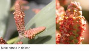 Image result for Erythrococca welwitschiana