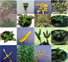 Image result for Aizoaceae