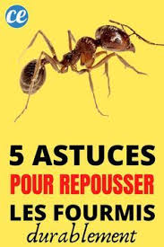 Que Faire Contre Les Fourmis 5 Trucs De Grand Mere Naturels En 2020 Fourmis Contre Les Fourmis Eliminer Les Fourmis
