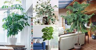 That is not to say they these indoor plants will survive. 31 Best Large Indoor Plants Tall Houseplants For Home Offices