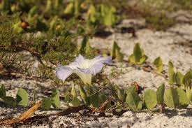 Image result for Bonamia