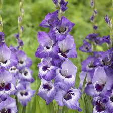 Pin On Gardening