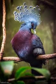 Beautiful And Extremely Colorful Birds 12 Birds In 2020 Beautiful Birds Colorful Birds Rare Birds