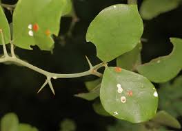 Image result for Balanites maughamii