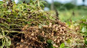 Image result for Arachis hypogaea