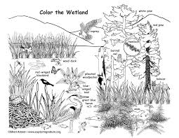 See more ideas about habitats, animals, coloring pages. Wetland Coloring Page In 2020 Animal Habitats Wetland Habitats Projects