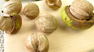 نتیجه جستجوی لغت [hickory] در گوگل