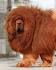 Tibetan Mastiff Dog Info, Puppies, Sale Cost, Facts, Pictures