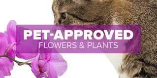 Check spelling or type a new query. Our Favorite Pet Friendly Houseplants Bice S Florist