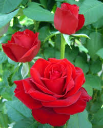 Ti amo, i love you, je t'aime… il 14 febbraio in tutto il mondo si celebra l'amore. Fiori Di San Valentino