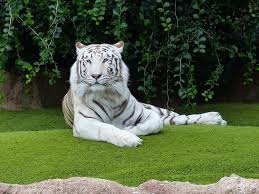 There is nothing cuter than a tiger cub. White Tiger Facts For Kids All About White Tiger