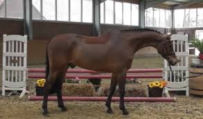 We did not find results for: Aktuelle Pferde Sportpferde Gierlich