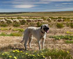 It has a typical lifespan of 11 to 13 years, with some living longer. Anatolian Shepherd Dogs Treadright