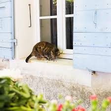 My cat, shot z, will settle on my lap, purr and start to go to sleep. Give Me A Cat Sitting In A Window Surrounded By Blue Shutters Hung On A House In The South Of France And I Will Feel Happy A Cat Sitting Blue Shutters