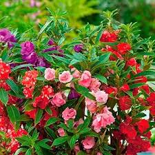 Image result for Impatiens keilii