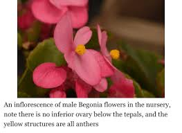 Image result for Begonia squamulosa