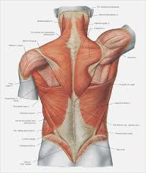 No anatomical reference is as inexpensive and as loaded with meticulously detailed. Image Result For Upper Body Anatomy Human Muscle Anatomy Body Anatomy Shoulder Anatomy