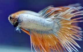 750 x 566 jpeg 48 кб. Peaceful Betta Betta Imbellis Ultimate Guide Honey Gourami