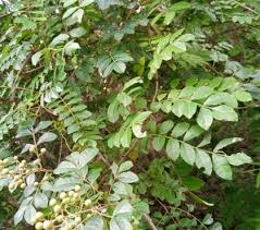 Image result for Phyllanthus muellerianus