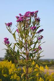 Vernonia is a genus of about 350 species of forbs and shrubs in the family asteraceae. Vernonia Gigantea Tall Ironweed Prairie Moon Nursery