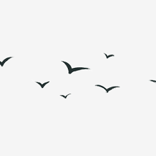 Check spelling or type a new query. Beautiful Bird Flying Sky Soaring Png Transparent Clipart Image And Psd File For Free Download