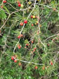 Image result for Asparagus laricinus