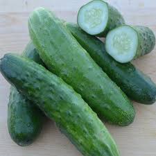 Image result for Cucumis sativus