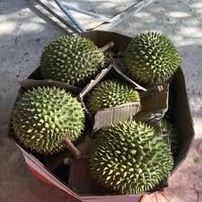 Giống sầu riêng ri6 cơm vàng hạt lép có nguồn gốc từ malaysia được du nhập vào việt nam và được trồng rộng rãi ở đồng bằng sông cửu long, miền tây, tây nguyên…thời gian gần đây bà con nhà vườn có nhu cầu đột biến về cây giống của giống sầu riêng ri6. Sáº§u Rieng Ri 6 Nong Sáº£n Online