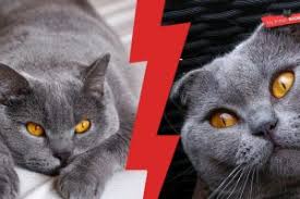 British Shorthair Weight By Age Full Guide