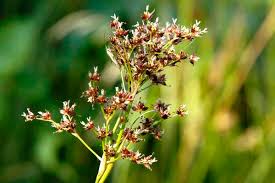 Image result for Juncaceae