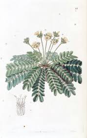 Image result for Biophytum