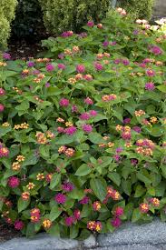 Image result for Lantana moldenkei