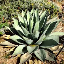 Image result for Vernonia teucrioides