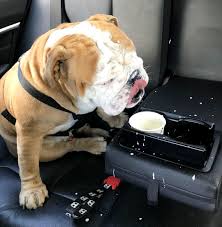 Pin On Dogs