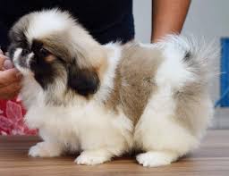 What Are Not Unusual Marking On A Pekingese Love It Cute Baby Puppies Pekingese Puppies Kittens And Puppies