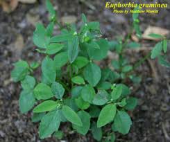 Image result for Euphorbia graminea
