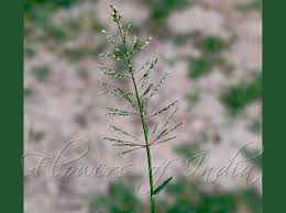 Image result for Sporobolus coromandelianus