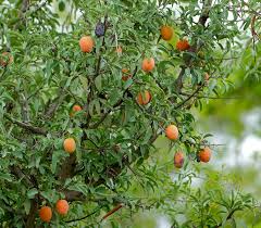 Image result for Ximenia afra