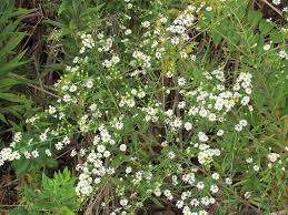 Bring some native plants to your client's backyard. Common Wildflowers Of Ohio S Autumn Part 2 Seasons Flow