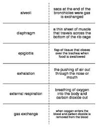 Respiratory And Excretory System Vocab Flash Cards For Life Science Vocabulary Flash Cards Flashcards Life Science