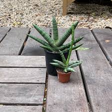 Starfish sansevieria is the 'boncel' cultivar of the species sansevieria cylindrica (cylindrical snake plant). Sansevieria Cylindrica Boncel Starfish Tend Greenpoint