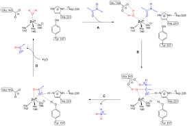 Optimized to maintain and preserve protein functionality following cell lysis. Thermolysin Wikipedia