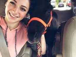 Muffin the Miniature Therapy Horse