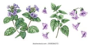 Image result for Psoralea