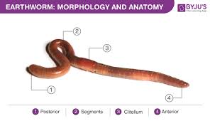Earthworm Morphology Diagram And Anatomy Of Earthworm
