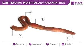 earthworm morphology diagram and anatomy of earthworm