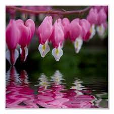 Bleeding Heart Flower Bleeding Heart Flower Bleeding Heart Flower Heart