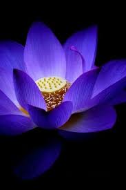 Decorators and home designers can make good use of these. Pin By Fatime On Âº Flower Perceptions Âº Blue Lotus Flower Purple Flowers Amazing Flowers