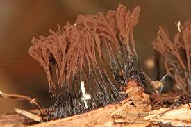 Image result for Stemonitis splendens