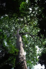 Image result for Oubanguia africana